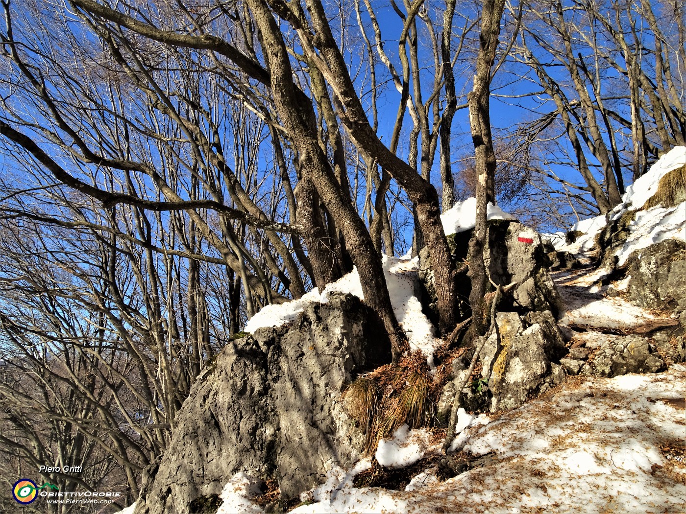 48 In decisa salita per il Monte Zucco tra  carpini neri.JPG